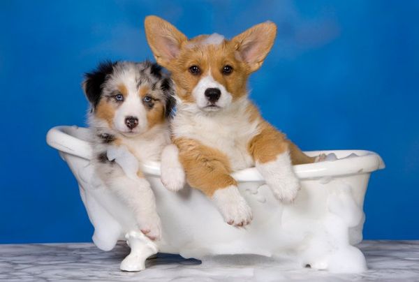 Собаки в ванной Собаки в ванной